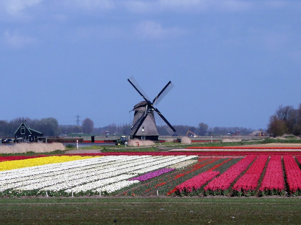National tulip day in Holland