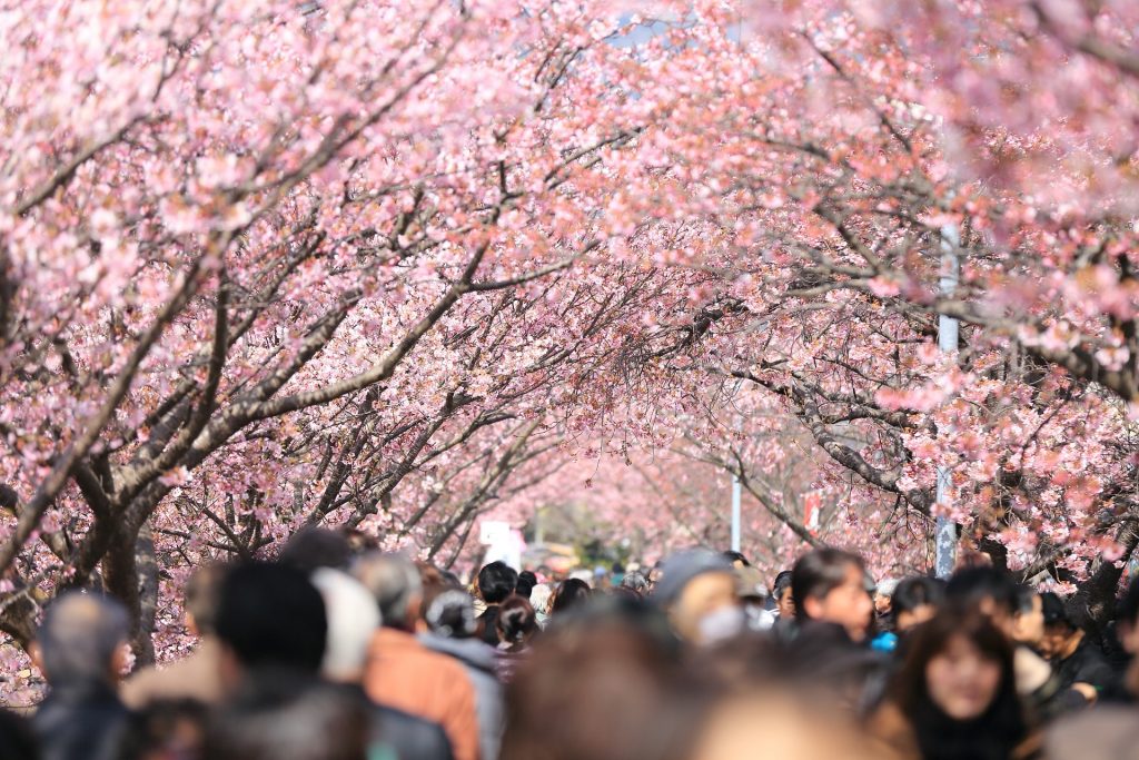 Cherry Blossom Viewing