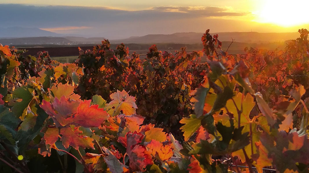 La Rioja Spain in Autumn