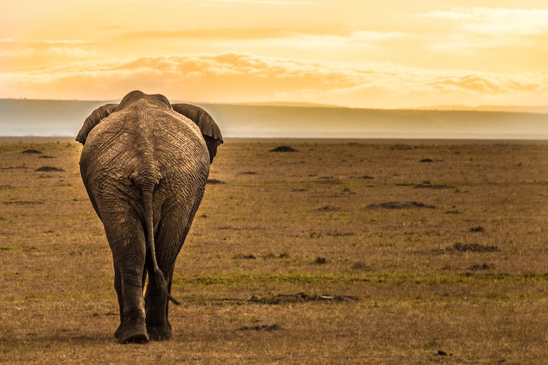 Kenyan elephant close to Nairobi
