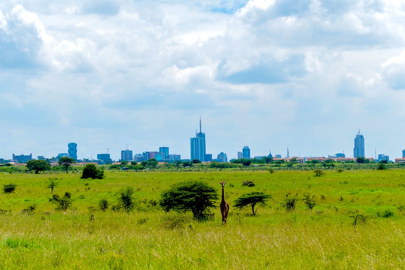Nairobi city skyline with giraffe in the foreground