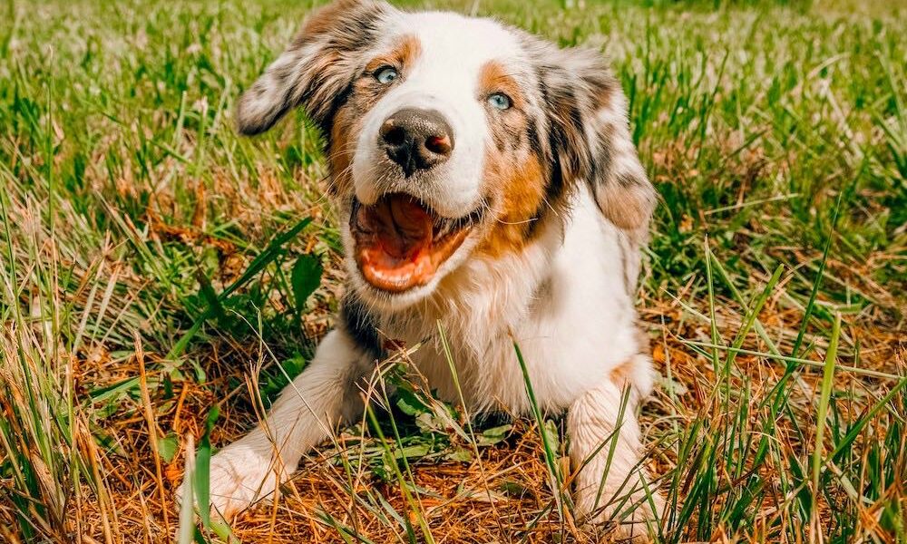 Pet sitting with TrustHousesitters for digital nomads